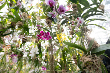Lush display of orchids suspended in air at the Teamlab art installation, Tokyo, Japan