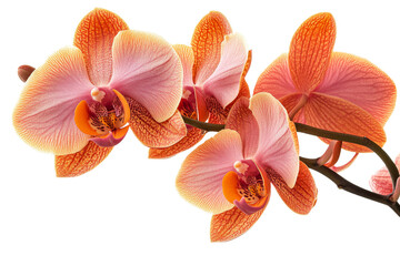 Orange Pink Orchid Flowers, Petals, Blossom, Branch, Stem, Cut Out Transparent