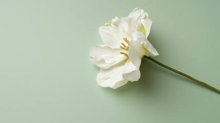 Fototapeta premium delicate white flower on soft green background, symbolizing tranquility and beauty