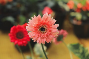 A Vibrant Pink Flower in a Beautiful Garden Setting Surrounded by Other Colorful Blooms