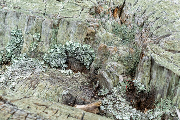A decayed tree stump covered in green lichen and moss, showcasing intricate textures and natural patterns. The cracked wood and organic growth highlight nature’s resilience and slow transformation.