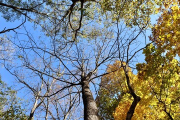 The autumn trees in the forest with the blue sky.