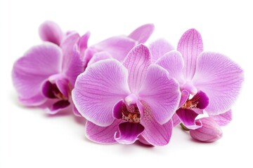 Obraz premium A beautiful orchid with purple flowers, isolated on a white background.