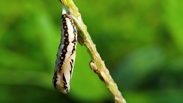 Tawny Coster Pupa: On a Stem, Midday, It Hangs in Metamorphosis, Transforming Slowly, Still