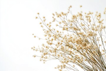 Dried beige flower arrangement isolated on white background