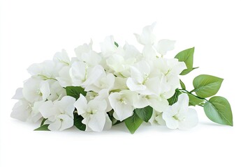White bougainvillea bouquet isolated on white background