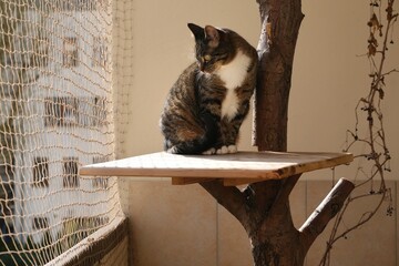 The cat is sitting in a tree on a balcony secured with a net