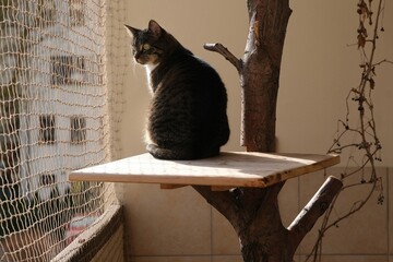 The cat is sitting in a tree on a balcony secured with a net