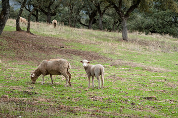 Little lamb grazes with its mother in an organic pasture