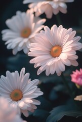 Delicate Pink and White Daisies Blooming in Soft Light with Green Leaves Creating a Serene Floral Scene for Spring Decor and Nature Lovers