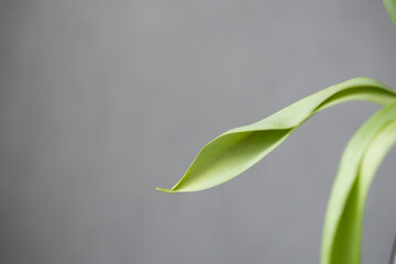 Obraz premium Close-up of flowers, green tulip leaves of tulips on gray background. florist, flower shop.