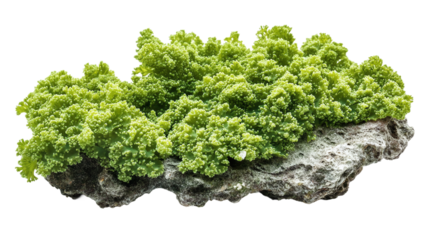 Green aquatic moss coral reef, cut out. Isolated on a transparent background.