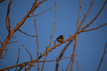 bird on a branch