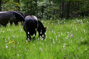 Fototapeta premium Waldpferde. Pferdeherde grast auf einer sumpfigen Waldwiese in den Bergen