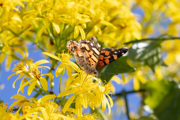 mariposa Vanessa carye sobre flores amarillas en un día soleado