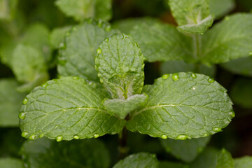 hierba buena, menta con gotas de agua