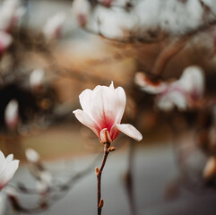 Prächtoge Magnolie einzeln - Blume, Frühling, rosa