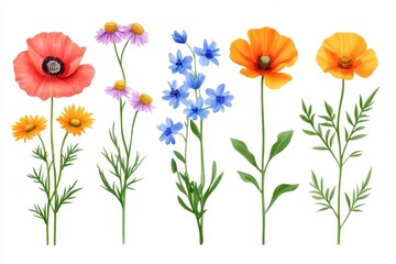 Fototapeta premium A collection of watercolor wildflowers including poppy, chamomile, cornflower, clover, anemone, and sunflower