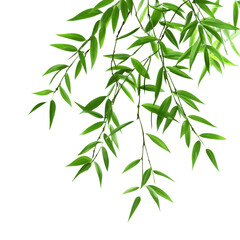 Fototapeta premium Vibrant bamboo leaves gracefully cascading against a clean transparent background in natural beauty, Bamboo leaves isolated on transparent backgroundfile
