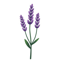 Obraz premium Lavender sprig illustration on white background, natural simplicity