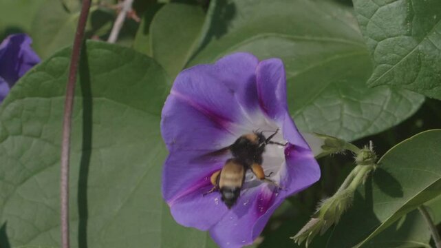 Slow Motion of American Bumble Bee Pollenating Flower
