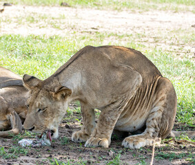 A Lioness is Feeding in the Wild, showcasing strength and nurturing instincts in nature