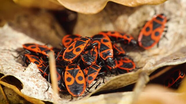 Colony firebug, pyrrhocoris apterus warm each other. Macro insect animal