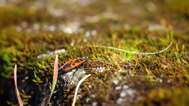 Firebug, pyrrhocoris apterus walking in moss ground. Macro insect animal