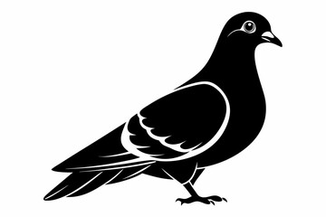 rock pigeon line art silhouette vector illustration