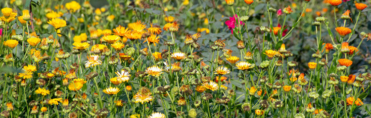 Yellow and orange flowers in full bloom, showcasing their vibrant colors and delicate petals.
