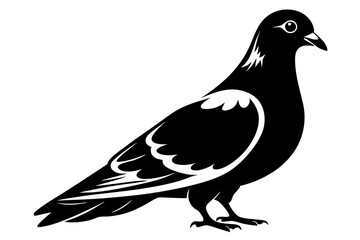 rock pigeon line art silhouette vector illustration