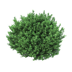 Lush green shrub vibrant foliage healthy plant serene nature