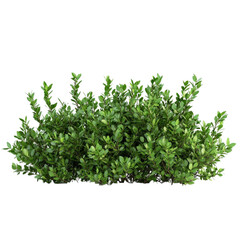 Naklejka premium Lush Green Bush Vibrant Nature Tranquil Scene