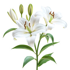 Fototapeta premium Elegant White Lilies, Blooming Flowers, Botanical Beauty, Floral Stem, Natures Art