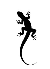 silhouette of a lizard