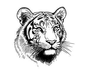 tiger head with detailed fur, doodle vector black sketch © Kaz