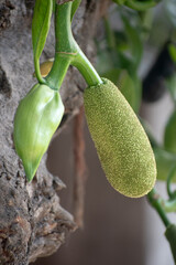 A ripe jackfruit hanging from the Artocarpus heterophyllus tree, showcasing its unique texture and size.