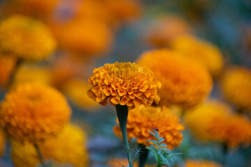 Bright orange marigold flowers with delicate petals, perfect for garden and nature themes.