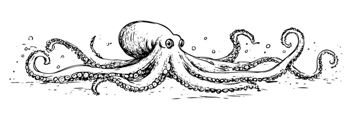 octopus with long tentacles, hand drawn vintage engraving