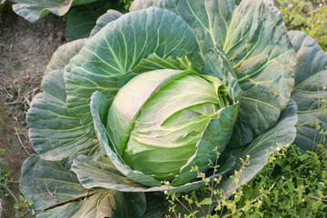 A healthy Brassica oleracea cabbage plant with large green leaves in a garden setting.