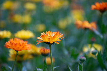 A vibrant Calendula flower with yellow and orange petals, symbolizing warmth and beauty.