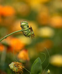 A close-up of Calendula officinalis, highlighting its vibrant orange and yellow petals and delicate texture.
