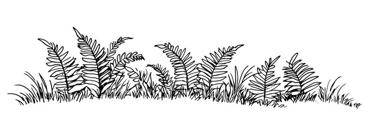 fern foliage doodle black vector ink sketch