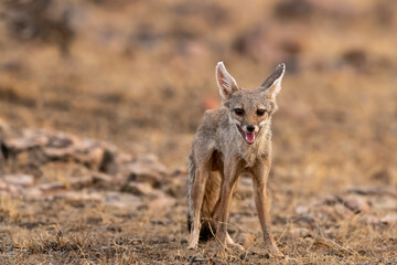 indian fox or Bengal fox or Vulpes bengalensis close up or portrait at ranthambore national park forest reserve rajasthan india fox head on with eye contact in summer season wildlife jungle safari