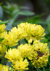 A vibrant Indian chrysanthemum flower, showcasing its colorful petals and delicate beauty.
