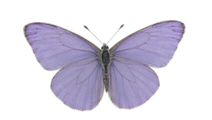 Obraz premium Elegant violet butterfly with translucent silver wings on white background