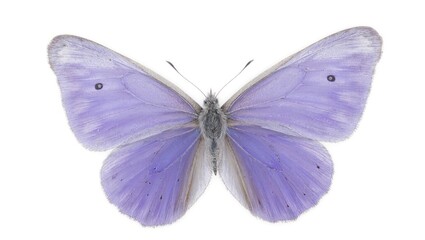 Obraz premium Elegant violet butterfly with translucent silver wings on white background