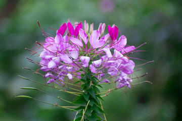 A spiny spiderflower on a green background, showcasing its unique and delicate structure.