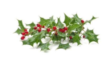 Festive holly sprig with red berries on white background