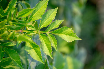 Green leaves of a Dahlia plant, showcasing their lush and vibrant appearance.